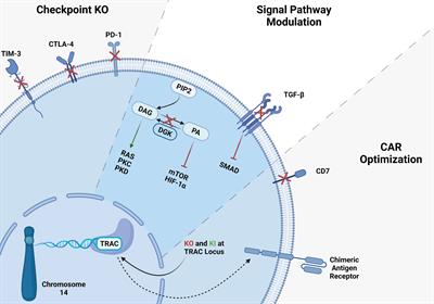 CRISPR Gene Editing of Human Primary NK and T Cells for Cancer Immunotherapy